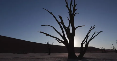 4K panning shot of dead trees with sun setting in the back ground  Stock Footage 64696861