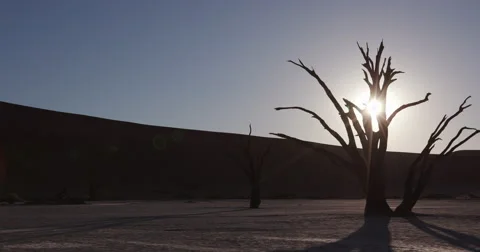 4K panning shot of dead trees with sun setting in the background Stock Footage 64710766