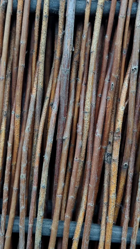 4K Panning Shot of Light Vertical Twigs, Dry Willow Branch Fence Garden Texture Stock Footage 331316490
