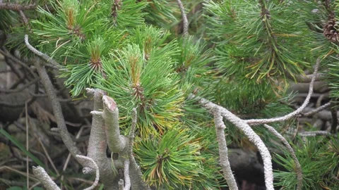 4k panning shot of pine needles and branches. Tatras, Slovakia Stock Footage 168346634