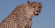 4K Panning Upwards Shot Of Cheetah Sitting On Red Sand Dunes Of The Namib Desert Stock Footage