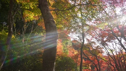 4K panning video of autumn leaves. Stock Footage 246116053