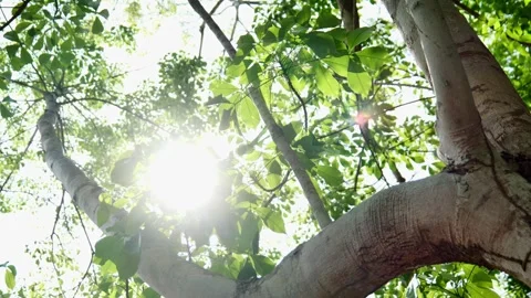 4K Panning Video of Sunlight Shining Through Green Leaves in Summer Vídeos de archivo 341313526