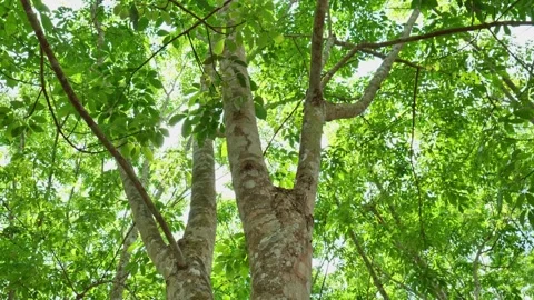 4K Panning Video of Sunlight Shining Through Green Leaves in Summer Vídeos de archivo 341314974