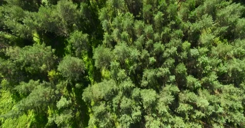 4K - Panorama of the forest Stock Footage 54046141