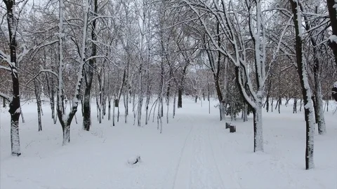 4K Panoramic crone shot of the winter park at the low altitude. The tree Stock-Footage 102324846