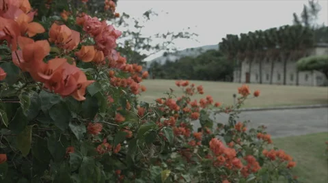 4K- panoramic of flowers towards large building Stock Footage 62524418