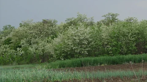 4K panoramic view of the blooming spring trees Stock-Footage 97522738