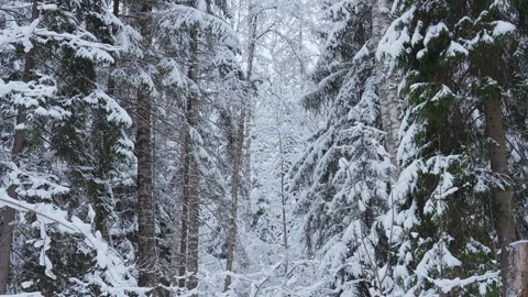 4k, panoramic view of larch, pine and other trees covered with a thick layer Video stock 326555287
