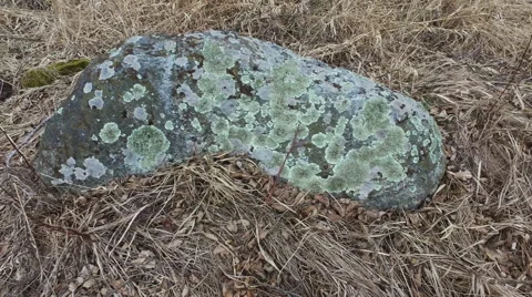 4K. Panoramic view of large boulder with moss in early spring. Video stock 61751329