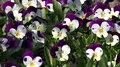 4k Pansy flowers species blue-white close up 4k or 4k+ Resolution