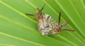 4K Paper Wasp (Polistes exclamans) Nest 1 4k or 4k+ Resolution