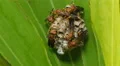 4K Paper Wasp (Polistes exclamans) Nest 3 4k or 4k+ Resolution