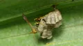 4K Paper Wasp (Polistes sp.) Nest 1 4k or 4k+ Resolution