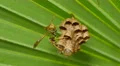 4K Paper Wasp (Polistes sp.) Nest 1 4k or 4k+ Resolution
