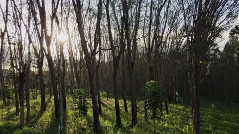 4k Para rubber tree Video stock 168216089