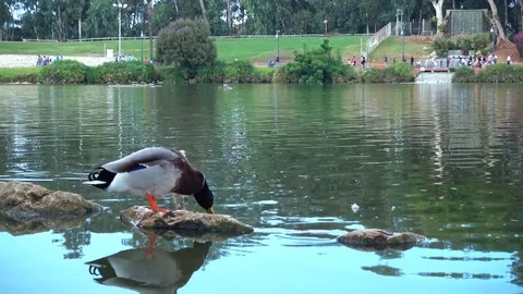 4k - Park - Two ducks share spot 2017 Video stock 82082344