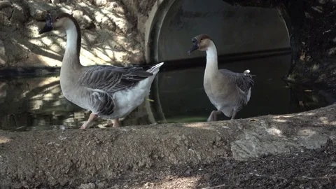 4k - Park - Two gooses march 2017 스톡 동영상 82082176