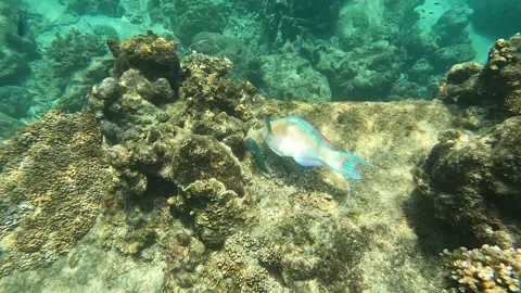 4k parrotfish Video stock 234439485