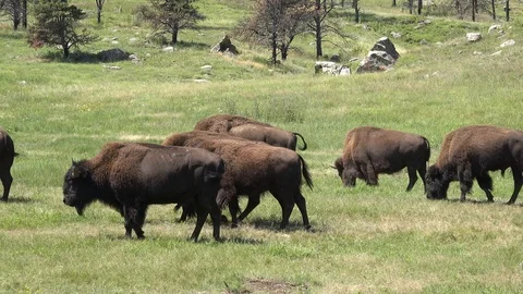 4K Part of a herd of buffalo passes by Stock Footage 115778304