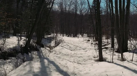 4k - Pathway in winter forest Stock Footage 49066743