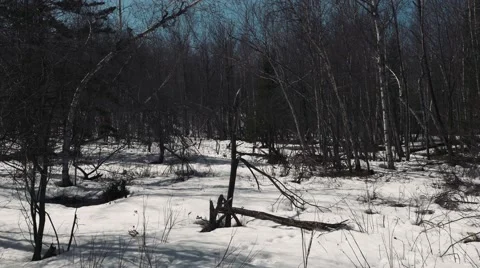 4k - Pathway in winter forest Vídeo Stock 49066747