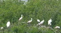 4K Paurotis Pond Rookery 1 4k or 4k+ Resolution