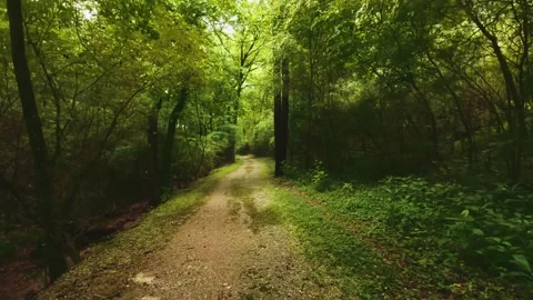 4k Peaceful Forest Видео 165053414