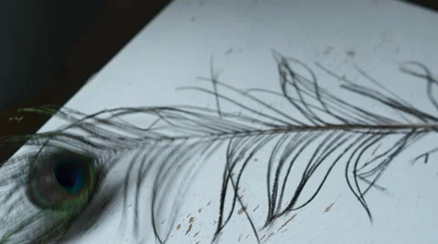 4K Peacock Feather placed on Rustic White table Stock Footage 62948786