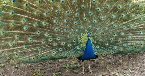 4K - Peacock Stock-Footage 90458621
