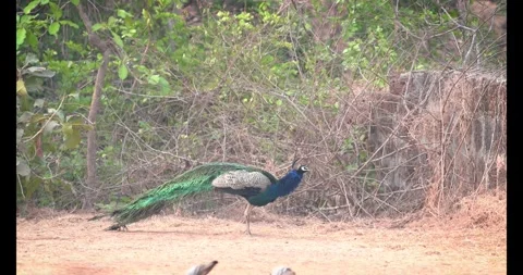 4K peacock shaking feathers and walking in natural habitat Stock Footage 332757527