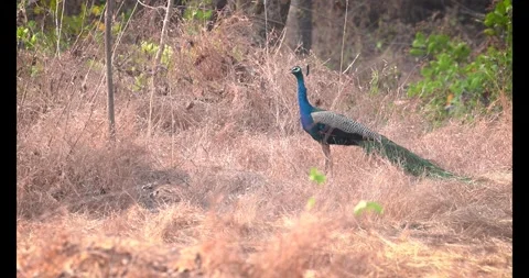 4K peacock standing in dry grass jungle summer season Stock Footage 332757600