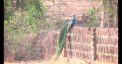 4K peacock standing on wall grooming feathers close up Stock Footage 332757546