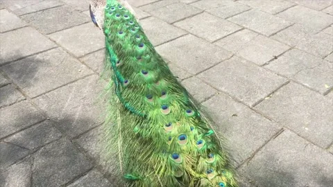 4K-Peacock Strutting Stock Footage 202177614