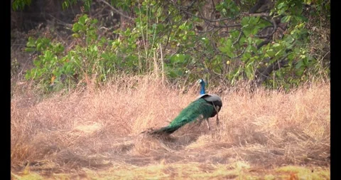 4K peacock turning and walking away side angle Stock Footage 332758367