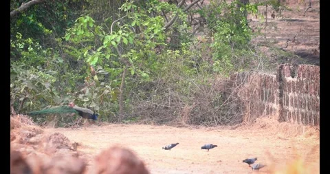 4K peacock walking behind rock pigeon in nature Stock Footage 332757278