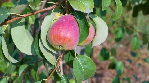 4K Pears Gimbal Moving Close-Up Shot of Ripe Pears on Tree Stock Footage 322710196