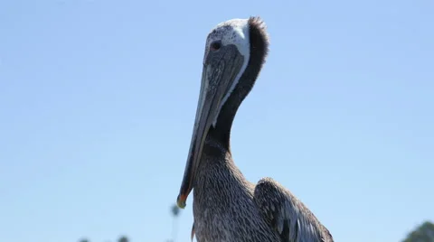 4K Pelican Bird Close Up Stock Footage 40961896