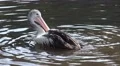 4k Pelican cleaning feathers splashing in a sunny pond 4k or 4k+ Resolution