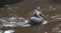4k Pelican swimming and splashing in a sunny pond 4k or 4k+ Resolution