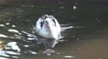 4k Pelican swimming and splashing in a sunny pond 4k or 4k+ Resolution