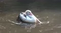 4k Pelican swimming and splashing in a sunny pond 4k or 4k+ Resolution