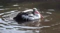 4k Pelican swimming and splashing in a sunny pond 4k or 4k+ Resolution