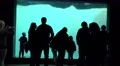 4k People watching Walrus underwater in natural compound 4k or 4k+ Resolution