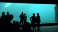 4k People watching Walrus underwater in natural arctic compound 4k or 4k+ Resolution
