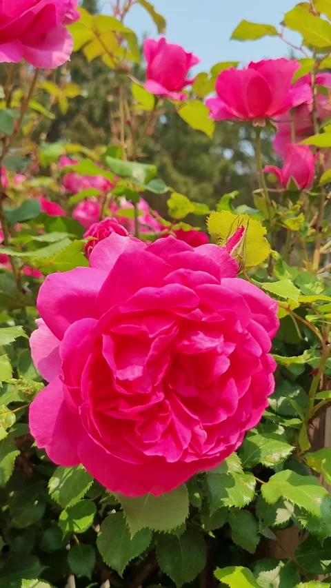 4K Perfect Red Rose Closeup Portrait Video stock 330200008