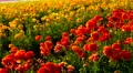 4K Persian Buttercup Flowers 03 4k or 4k+ Resolution