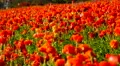4K Persian Buttercup Flowers 04 4k or 4k+ Resolution