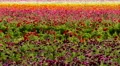 4K Persian Buttercup Flowers 09 4k or 4k+ Resolution