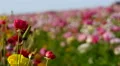 4K Persian Buttercup Flowers 13 4k or 4k+ Resolution